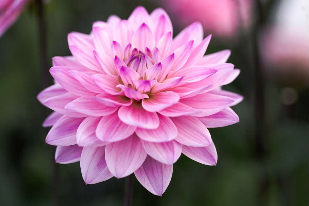 Dahlia 'Karma Prospero'